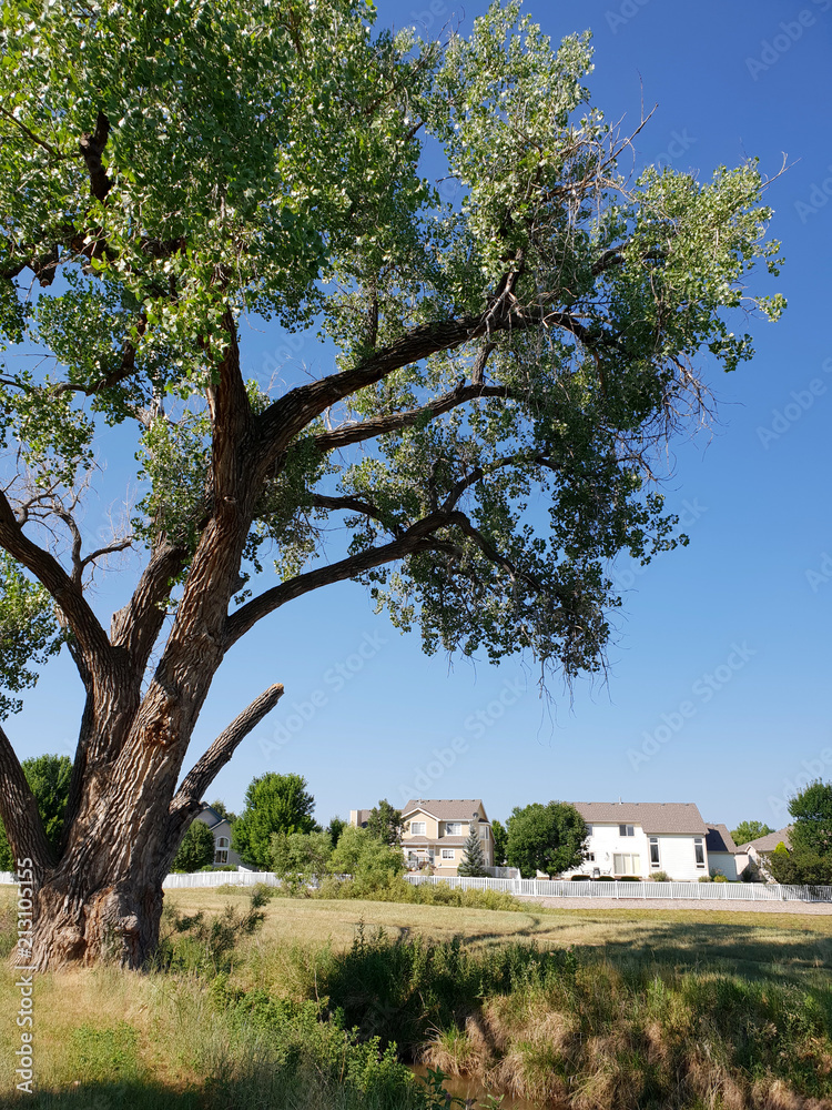 Fototapeta premium Tall Tree and Distant Homes