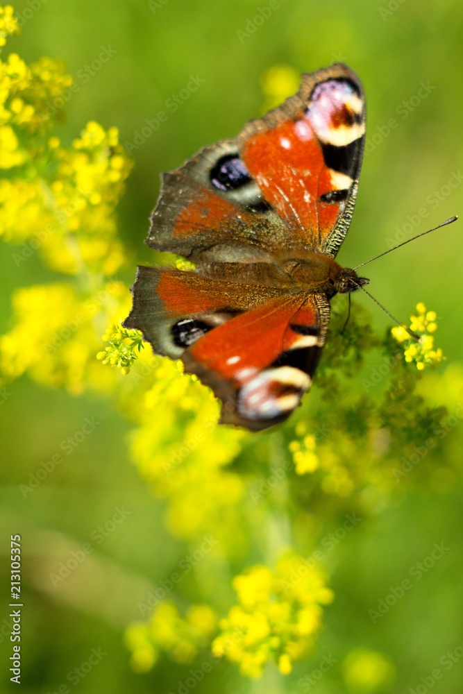 Butterfly on flower summer meadow background. Butterfly on flower summer meadow background.