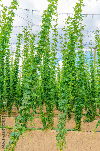 Hopfen, Hopfenfeld, blauer Himmel und Sonne,  photo