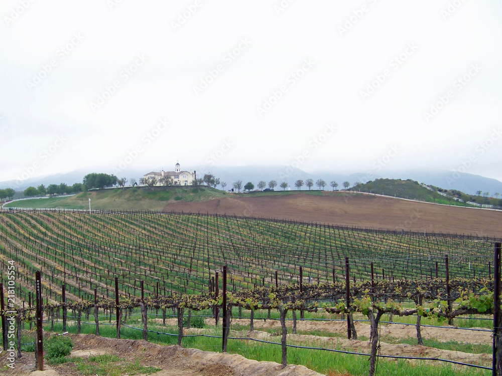Rolling Countryside Landscape with Vineyards
