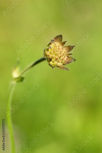 Carduus crispus is a summer field flower, abundant in the summer meadow.