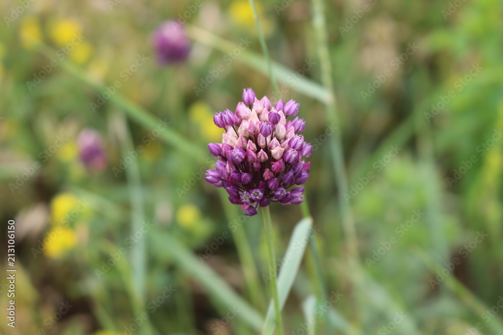 Purple flowers bloom in a meadow Purple flowers bloom in a meadow