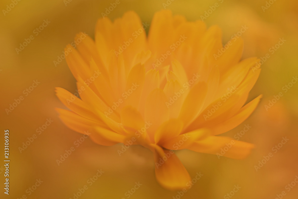 Fototapeta premium Wild orange flower