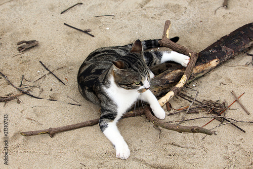 Gato 