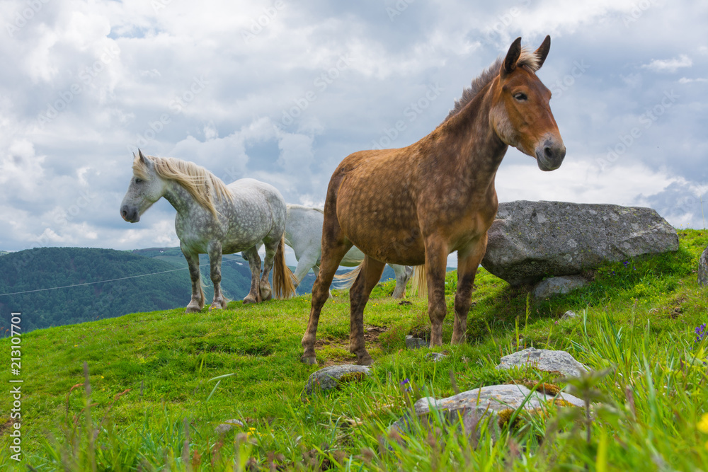 Fototapeta premium brown and white horse in the alps 