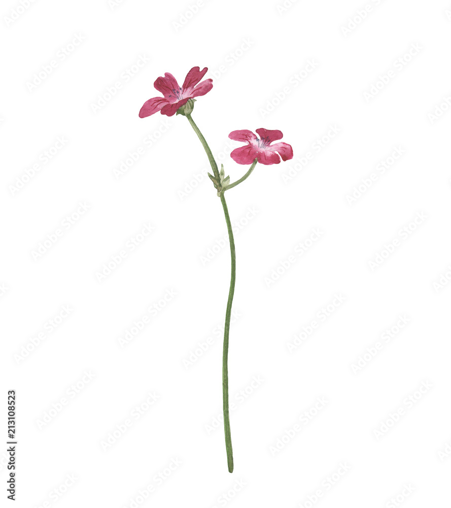 Watercolor wild flower isolated on white background. Hand drawn illustration of summer meadow plant. 