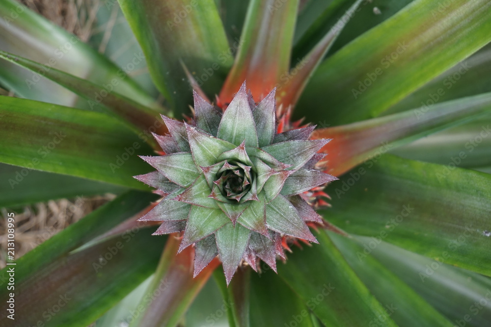 A young ripe pineapple plant on a tree in the jungle. Wild pineapple in nature A young ripe pineapple plant on a tree in the jungle. Wild pineapple in nature