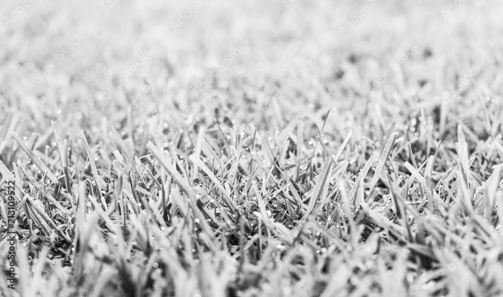 Lawn Dew Drops Black and White