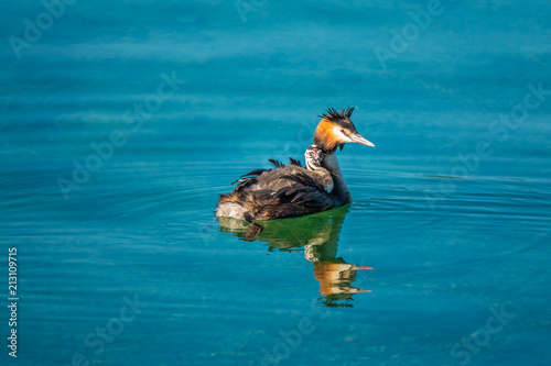 Beautiful sight of a grebe carrying its newborn chick on its back for a first swim on the shores of the Upper Zurich lanke (Obersee) near Rapperswil, Sankt Gallen, Switzerland photo