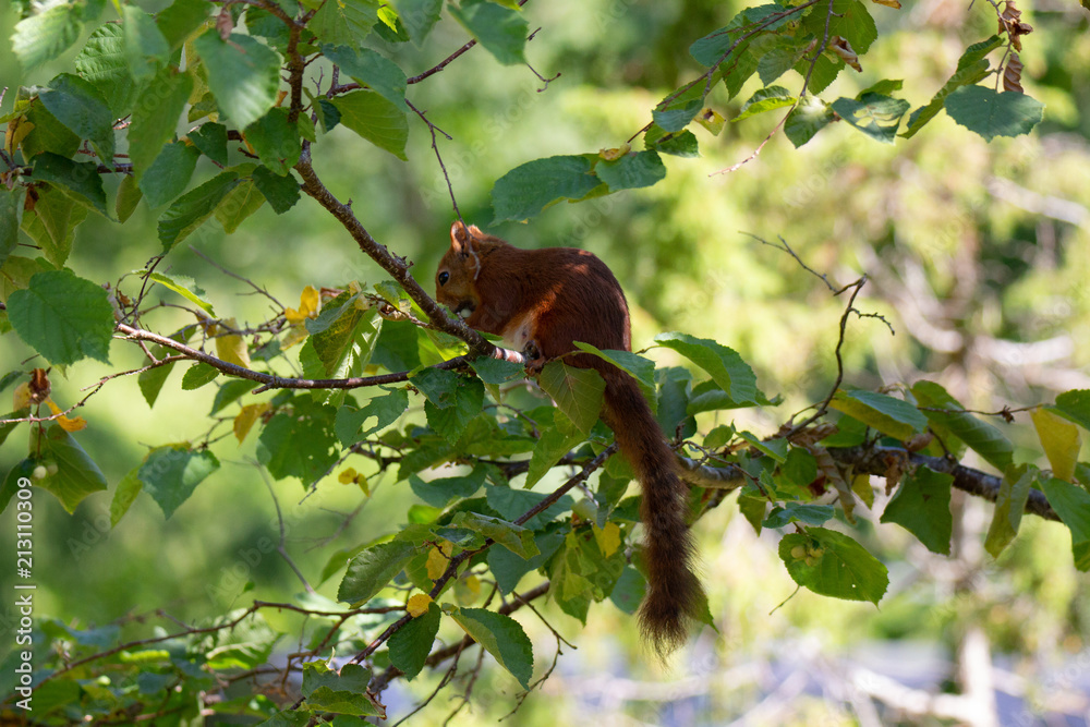 Squirrel in nuttree Squirrel in nuttree