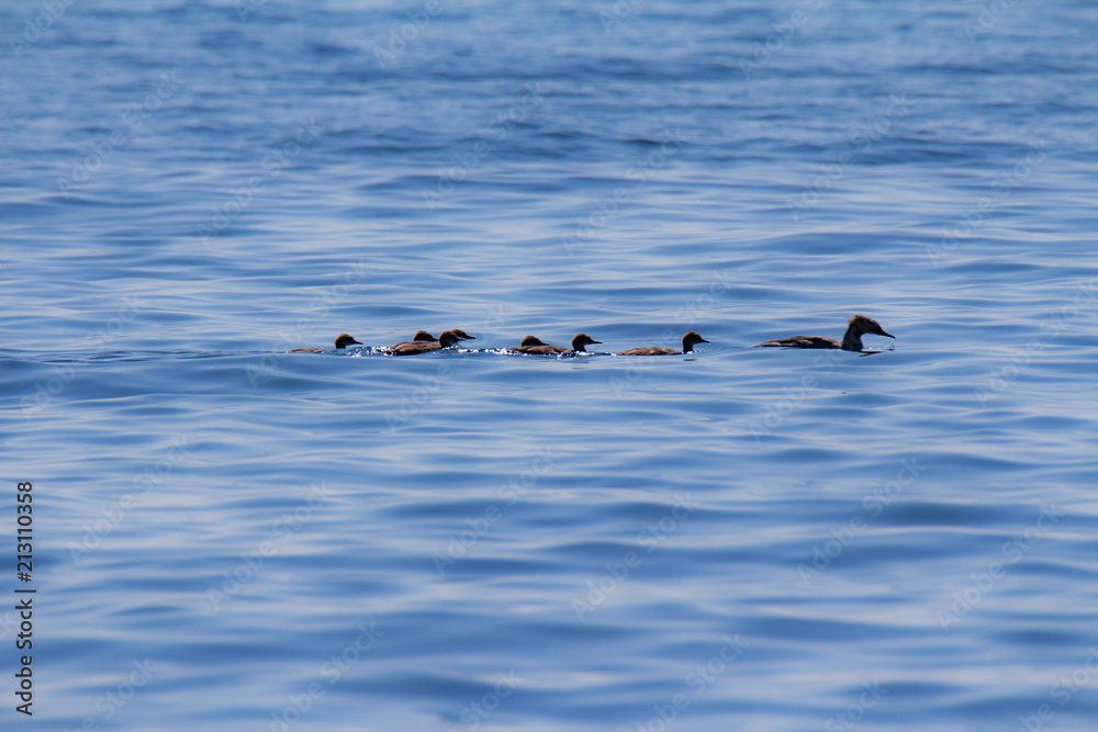 Fototapeta premium Family of Red-breasted merganser
