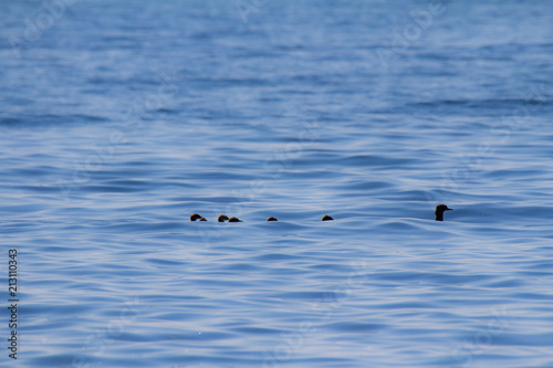 Almost gone family of Red-breasted merganser © P Freebrave