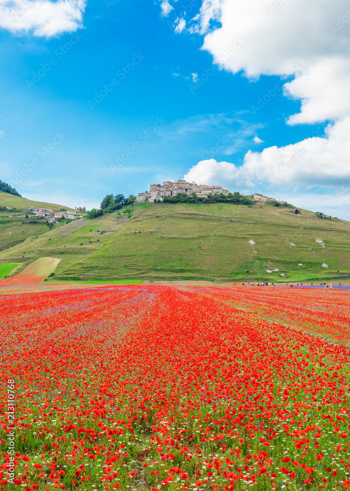 Castelluccio di Norcia, 2018 (Umbria, Italy) - The famous landscape flowering with many colors, in the highland of Sibillini Mountains, central Italy