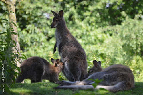 Red-necked wallaby family