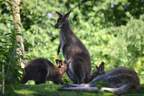 Red-necked wallaby, mother feeding its baby