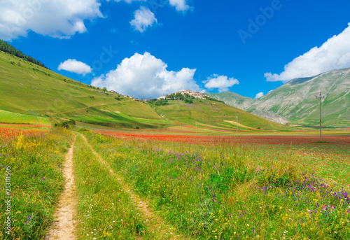 Castelluccio di Norcia  2018  Umbria  Italy  - The famous landscape flowering with many colors  in the highland of Sibillini Mountains  central Italy