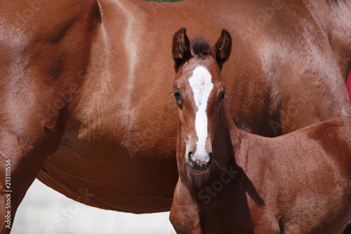Canvas-taulu brown filly foal show