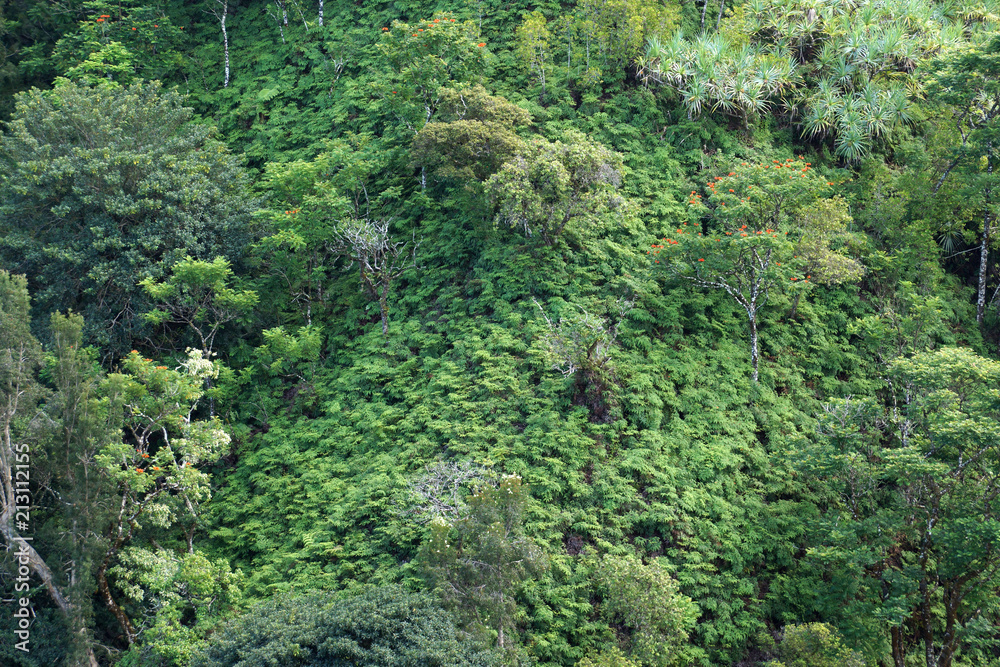 Close-up of lush tropical rain-forest hillside Close-up of lush tropical rain-forest hillside