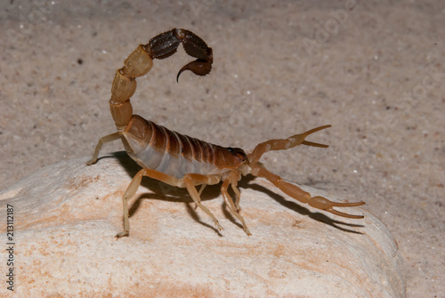 Brown Scorpion Portrait