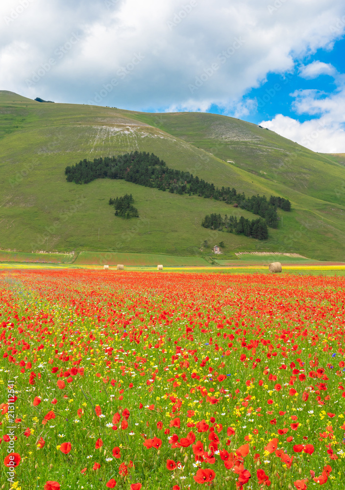 Castelluccio di Norcia, 2018 (Umbria, Italy) - The famous landscape flowering with many colors, in the highland of Sibillini Mountains, central Italy