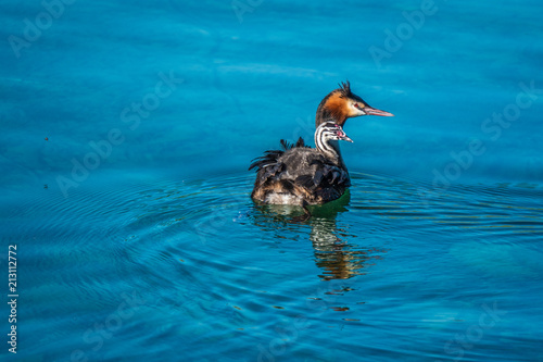 Beautiful sight of a grebe carrying its newborn chick on its back for a first swim on the shores of the Upper Zurich lanke (Obersee) near Rapperswil, Sankt Gallen, Switzerland photo