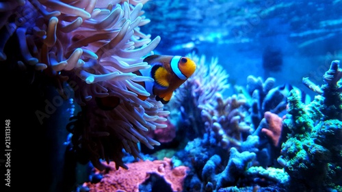 Clown anemone fish in magnifica anemone photo