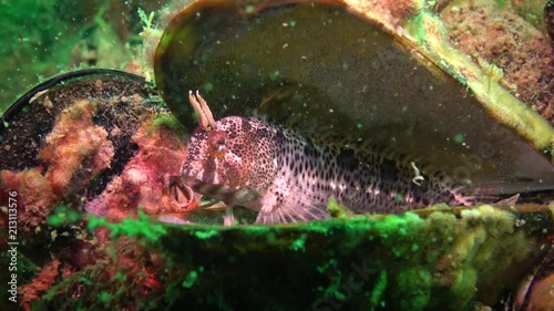 Tentacled blenny (Parablennius tentacularis): The male is on the bottom, medium shot. Black Sea. photo