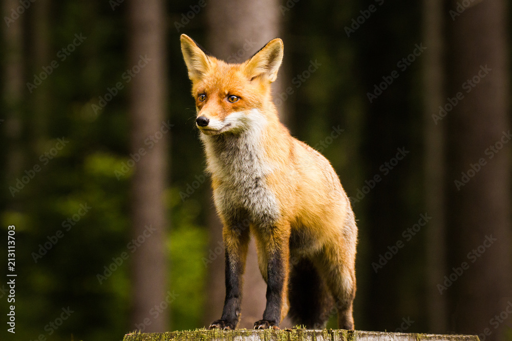 Young fox in a forest. Beautiful mammal. Autumn colors. Curious, fast, dangerous, endangered.