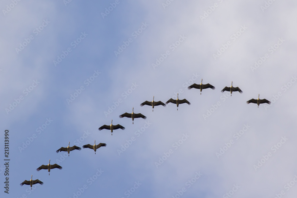 Fototapeta premium Kranich (Grus grus)