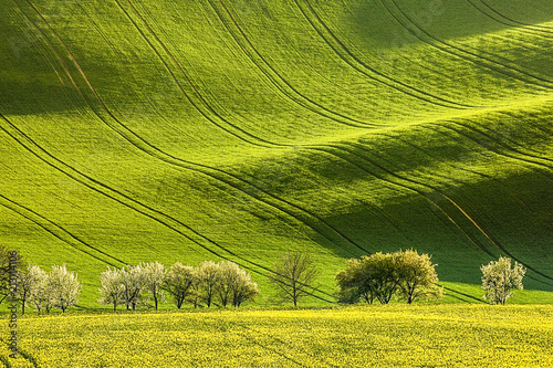 Spring fields. Fresh green color. Amazing landscape. Field waves create interesting shadows. Very popular location.