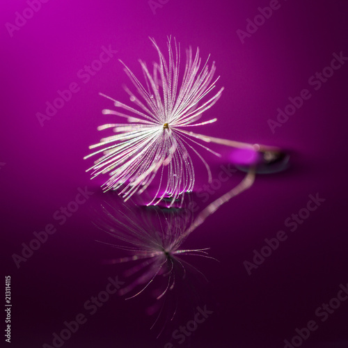 Detailed shot of blow away dandelion seed. Amazing natural creation. Close up. Colorful.