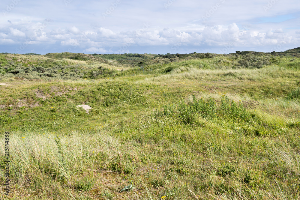 Berkheide dunes south of Katwijk aan Zee/ Netherlands