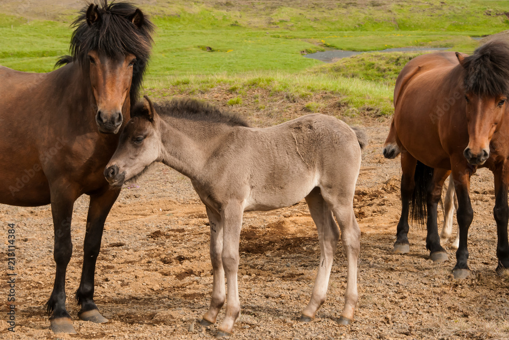 Cavalo e o seu pequeno potro Cavalo e o seu pequeno potro