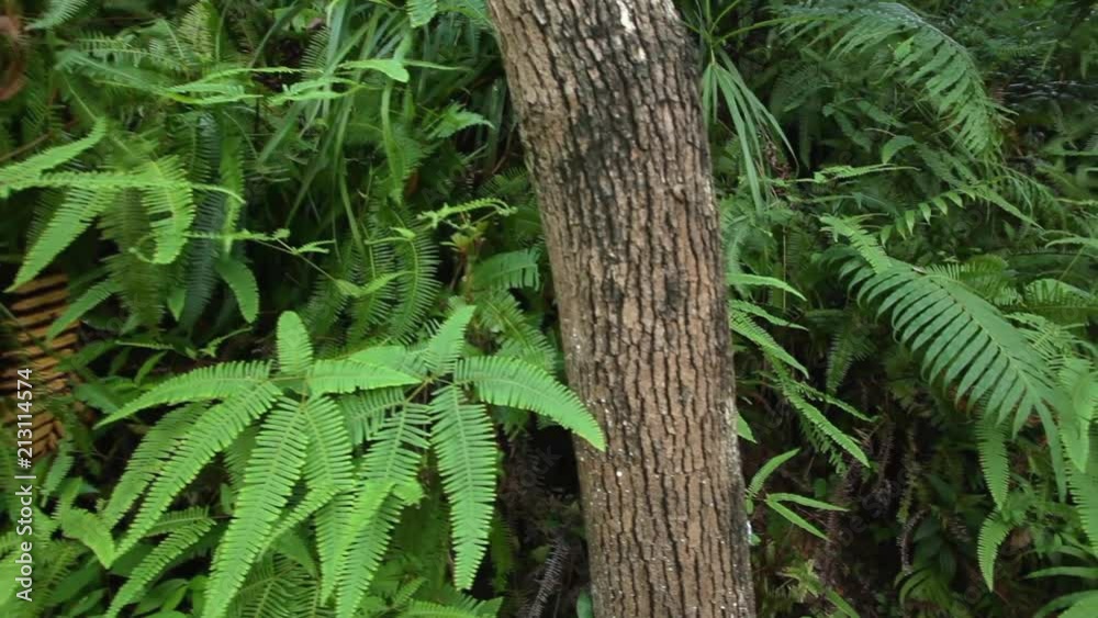 Tropical rainforest, fern plants colony, steadicam, 