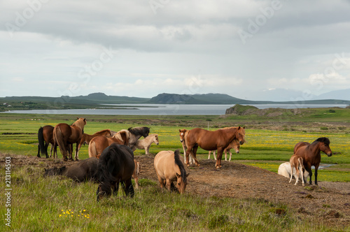 Cavalos a pastarem nos pastos © Alicina