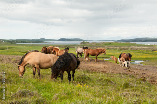 Cavalos a pastarem nos pastos