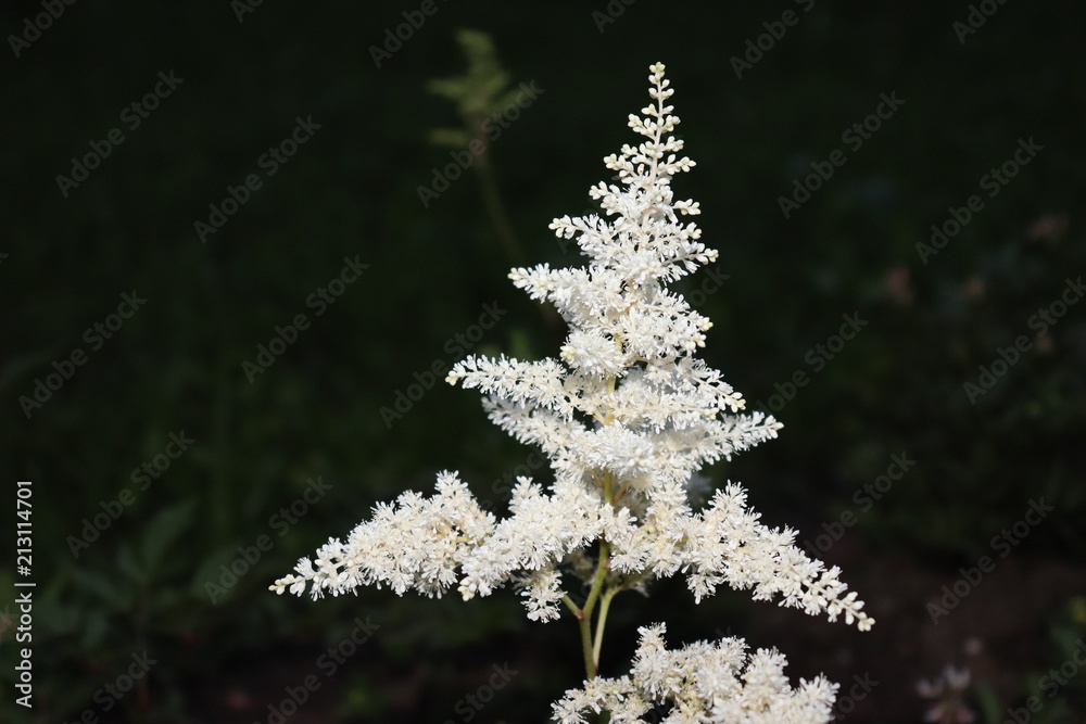 White flower on the field. White flower on the field.