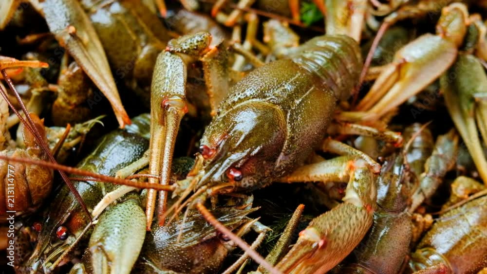 Live fresh crayfish close-up. Seafood background. 4k video
Live fresh crayfish close-up. Seafood background. 4k video