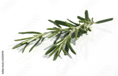 Rosemary  isolated on white background