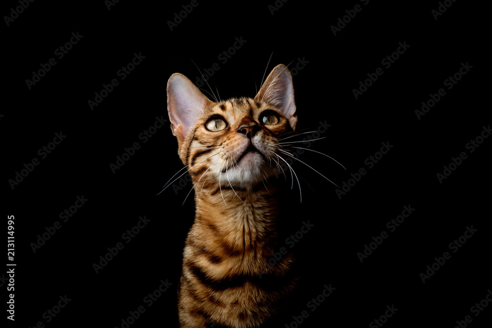 Bengal cat on a black background Bengal cat on a black background