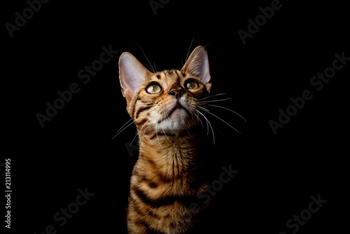 Bengal cat on a black background	
