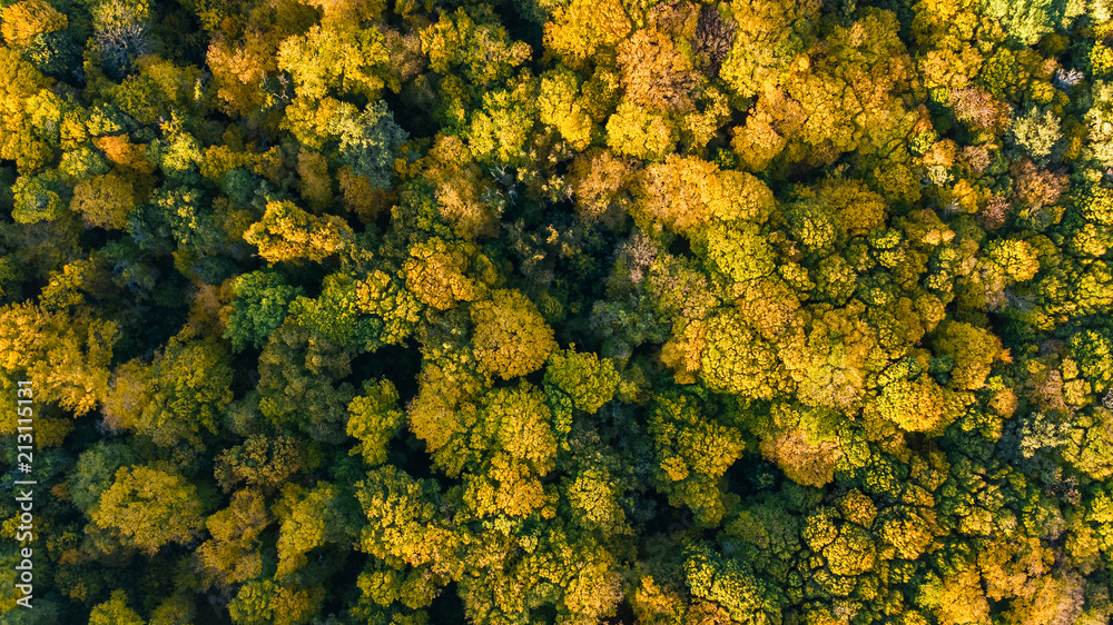 Naklejka premium Golden autumn background, aerial top view of forest landscape with yellow trees from above 