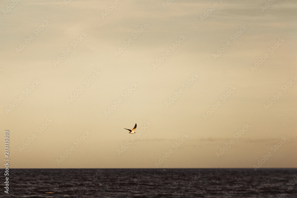 seagull flying over ocean at dusk
