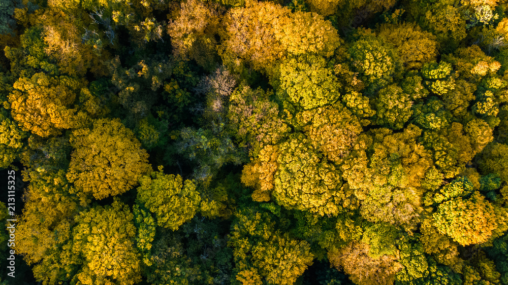 Golden autumn background, aerial top view of forest landscape with yellow trees from above
