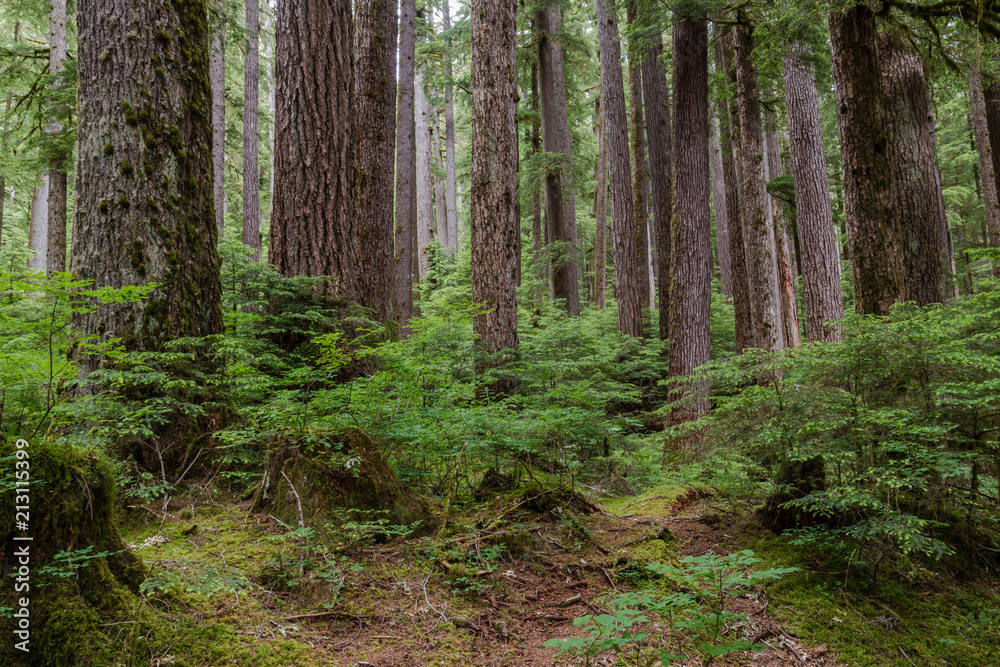 Old growth trees in Olympic National Park.