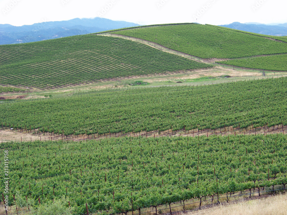 Wine Country Landscape