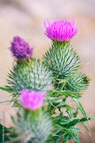 Thistles in bloom. The Thistle also the national symbol of Scotland.