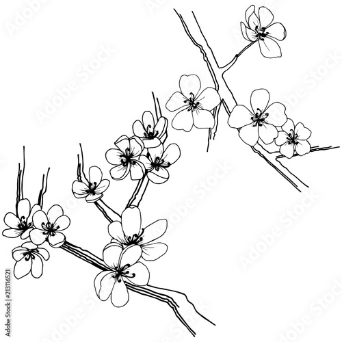 Sakura in a vector style isolated. Full name of the plant: sakura. Vector flower for background, texture, wrapper pattern, frame or border.