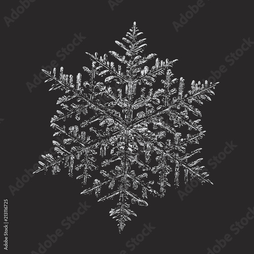 White snowflake on black background. This vector illustration based on macro photo of real snow crystal: complex stellar dendrite with fine hexagonal symmetry, ornate shape and six thin, elegant arms.