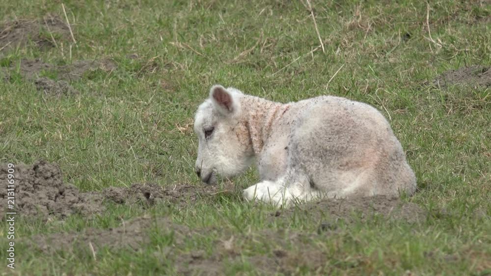white lambs lying on pasture and yawning white lambs lying on pasture and yawning
